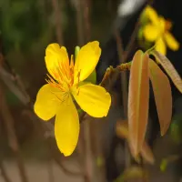 Cập nhật 150+ ảnh hoa mai 4K sắc xuân tràn ngập không gian