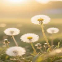 90+ Hình nền hoa bồ công anh nhẹ nhàng mang vẻ đẹp bình yên