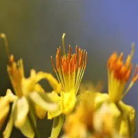 50+ hình nền hoa mai rực rỡ mang trọn sắc xuân Việt