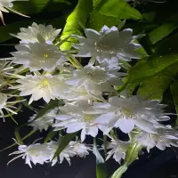 88+ Hình nền hoa quỳnh mang vẻ đẹp bí ẩn cuốn hút