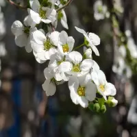 Tuyển chọn 60+ hình nền hoa tuyết mai đẹp thanh tao ấn tượng