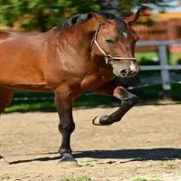 150+ Hình nền ngựa Bính Ngọ 4k tải về hoàn toàn miễn phí