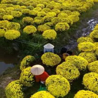 68+ ảnh làng hoa tết rực rỡ sắc xuân trên khắp Việt Nam