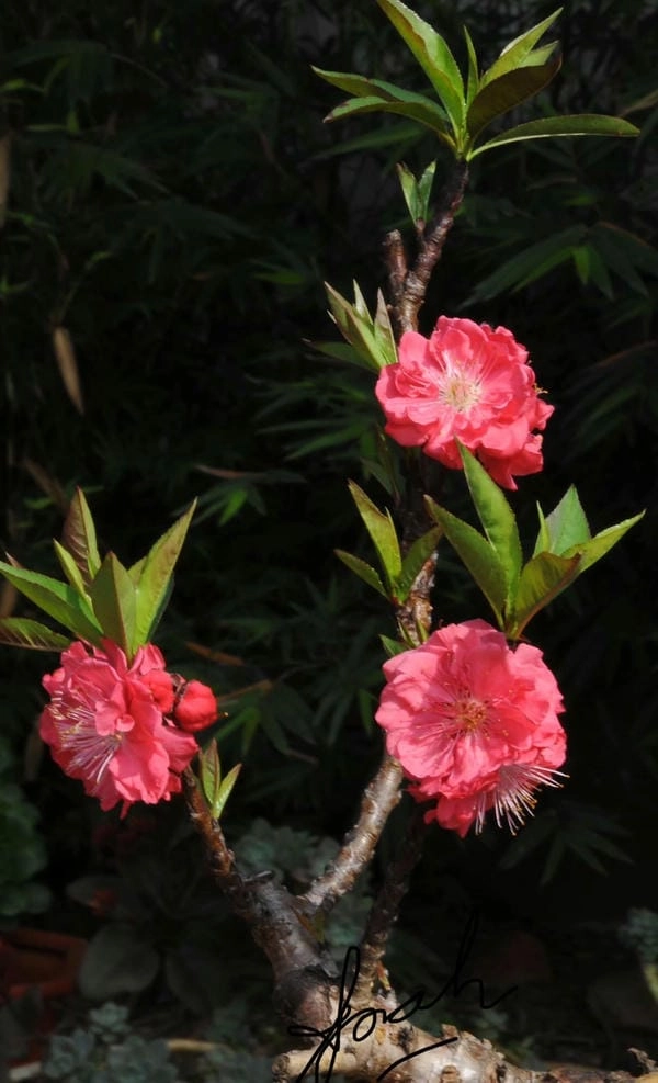 Ảnh đẹp hoa đào đỏ lung linh giữa mùa xuân