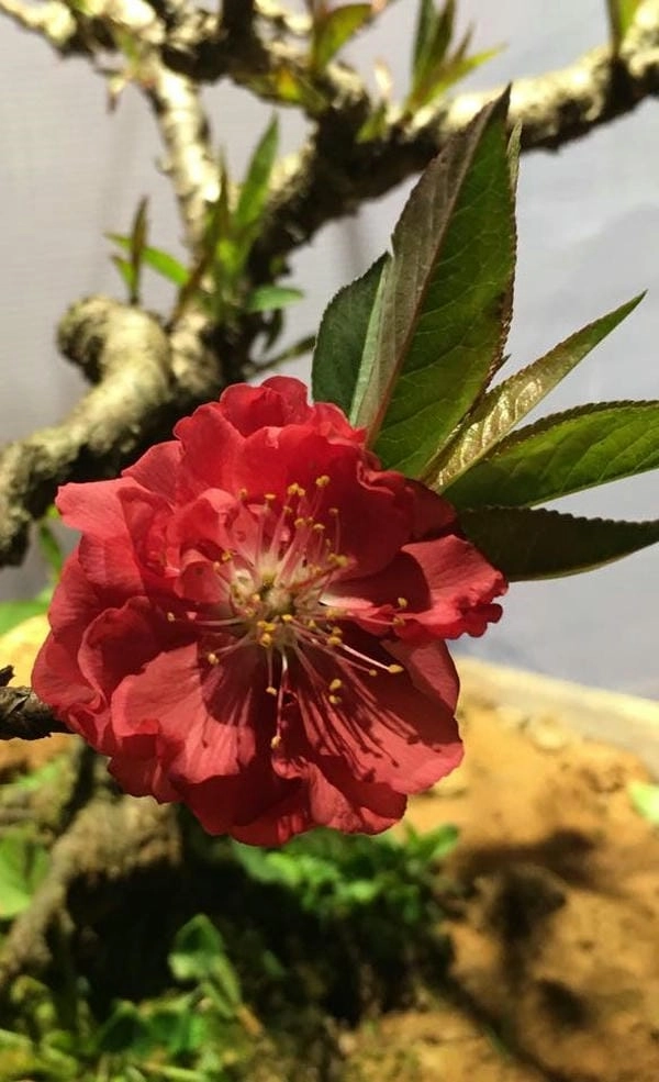 Background hoa đào nhẹ nhàng lan tỏa xuân sang