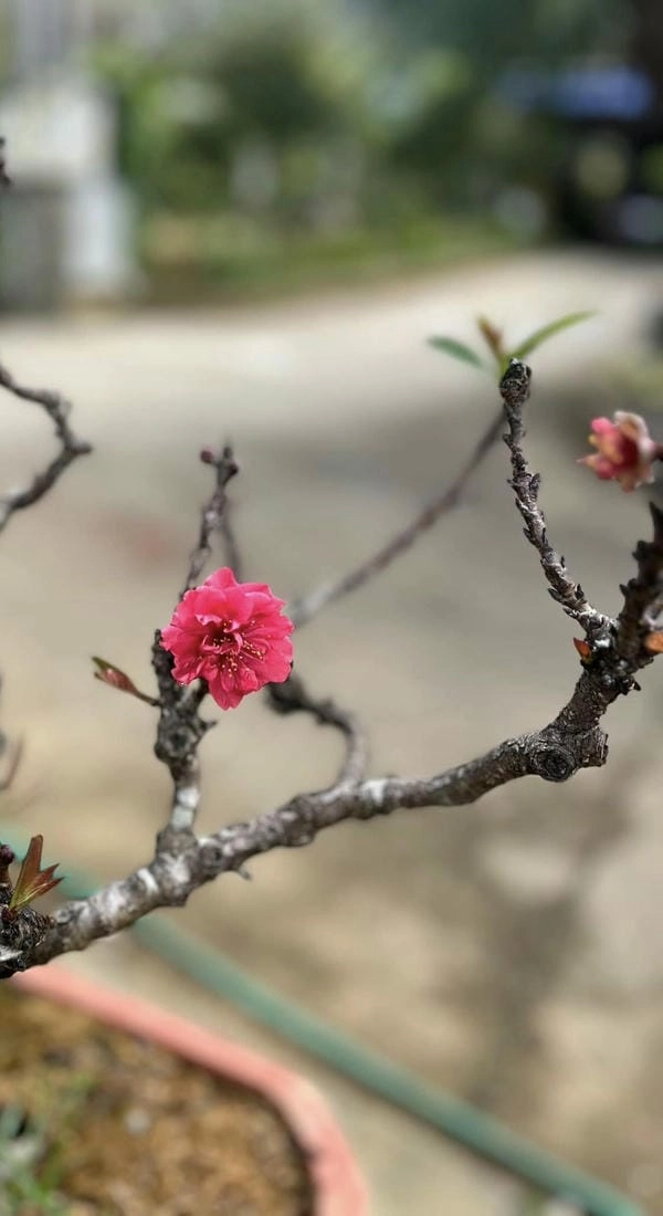 Ảnh nền điện thoại hoa đào đỏ đón xuân mỗi ngày