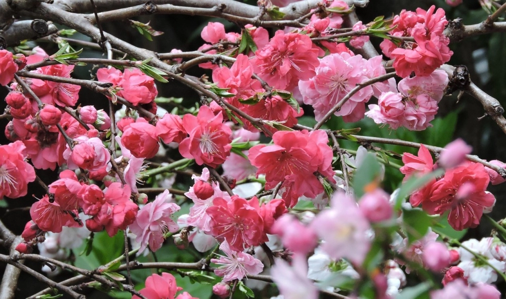 Ảnh hoa đào tinh khôi gợi không khí xuân sang