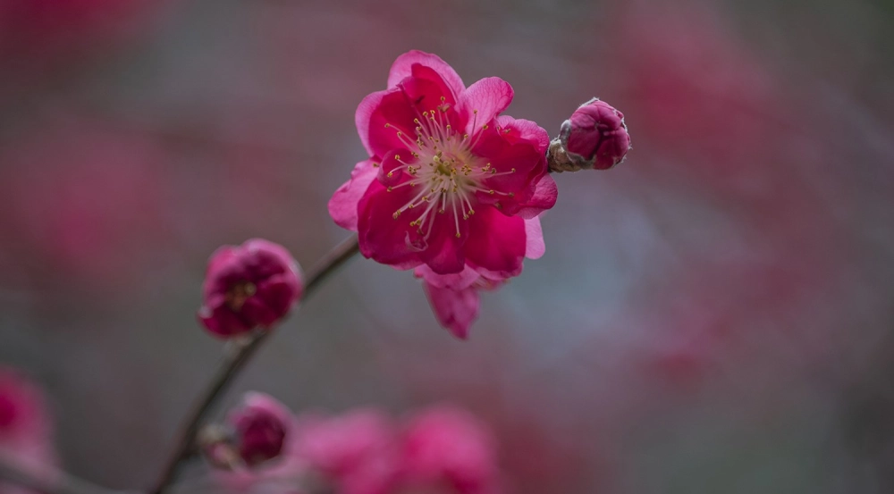 Hình nền hoa đào nhẹ nhàng lan tỏa sắc xuân