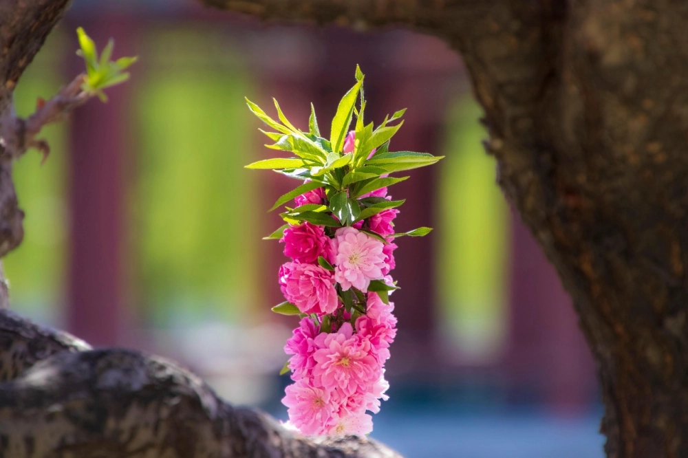 Hoa đào đỏ đẹp khoe sắc thắm ngày đầu năm