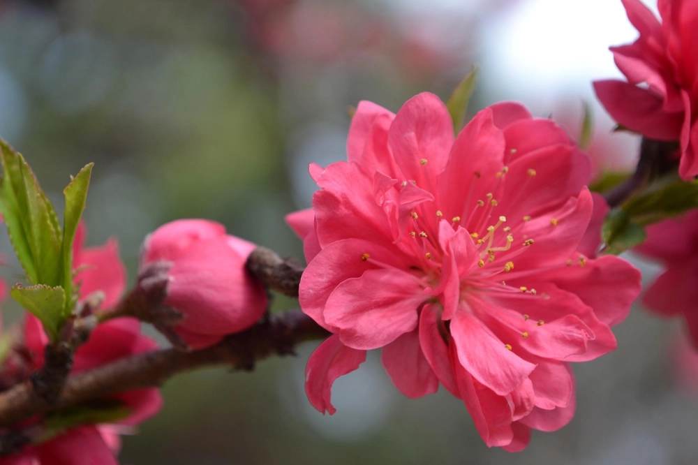 Ảnh nền hoa đào đỏ tươi sáng không gian tết