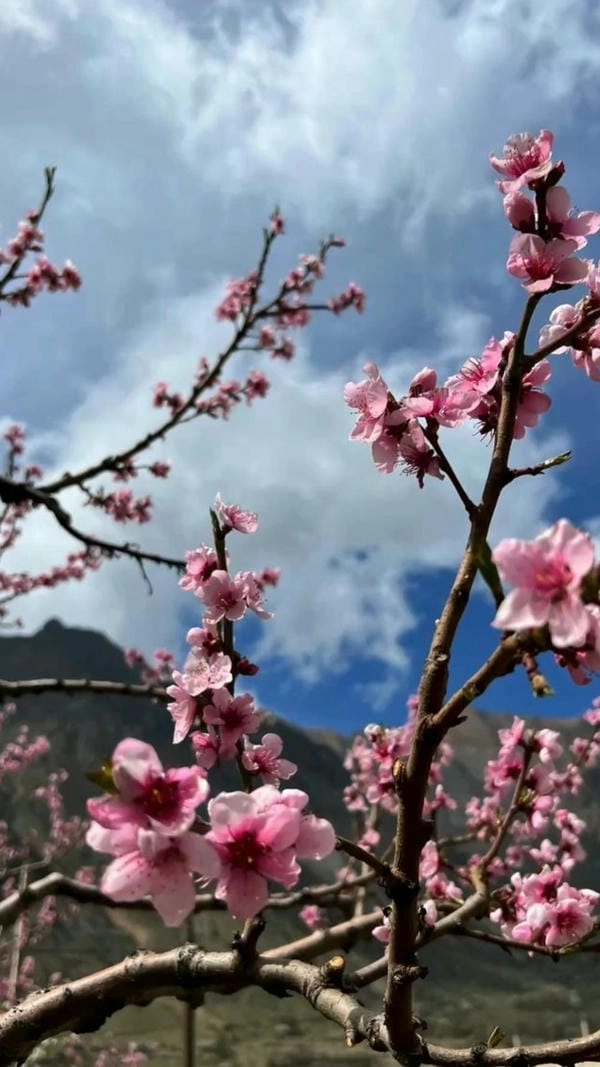 Tải ảnh hoa đào lưu giữ sắc xuân hồng