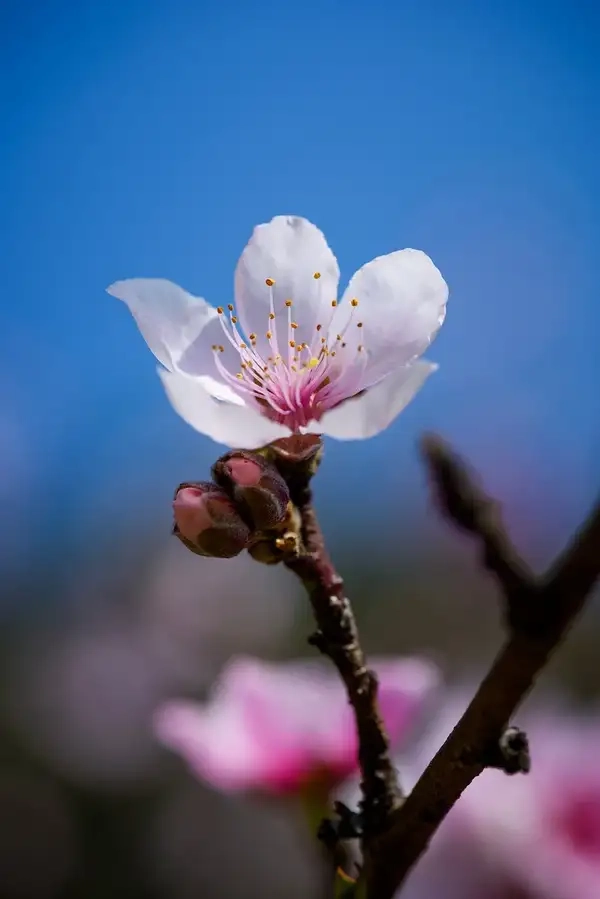 Hình nền điện thoại hoa đào tươi sáng dịu mắt