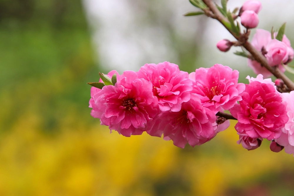 Ảnh hoa đào full hd rực rỡ sắc xuân ấm áp