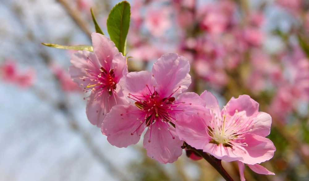 Hình ảnh hoa đào khoe sắc hồng ngày xuân