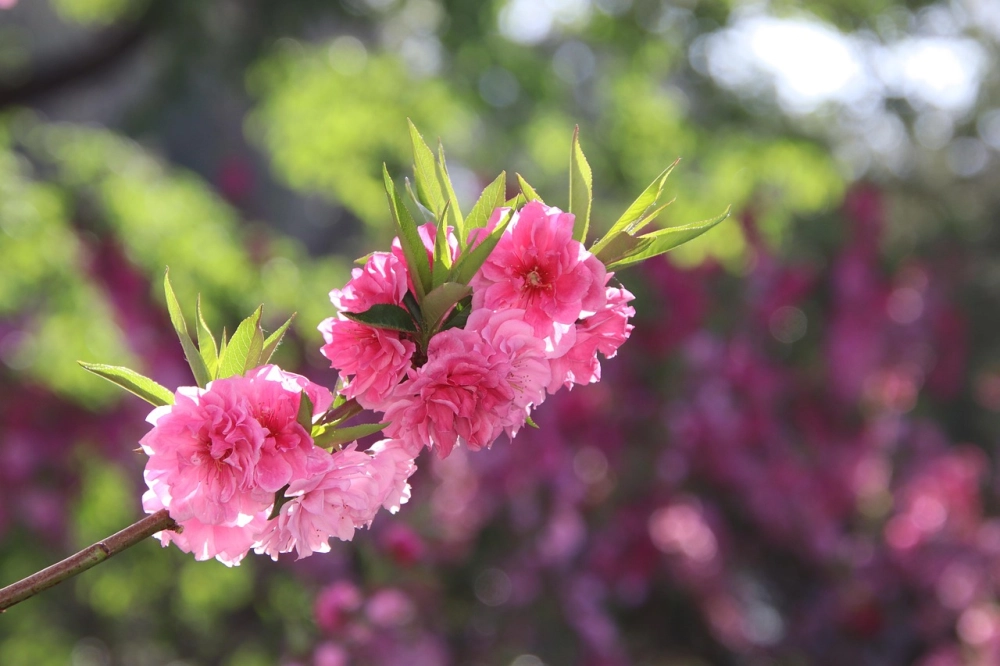 Ảnh hoa đào ngày tết rộn ràng sắc xuân