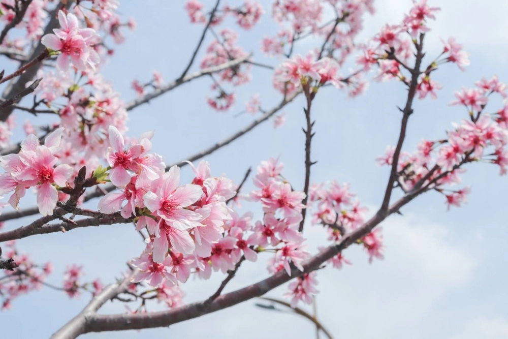 Ảnh hoa đào 4k sắc nét từng cánh hoa