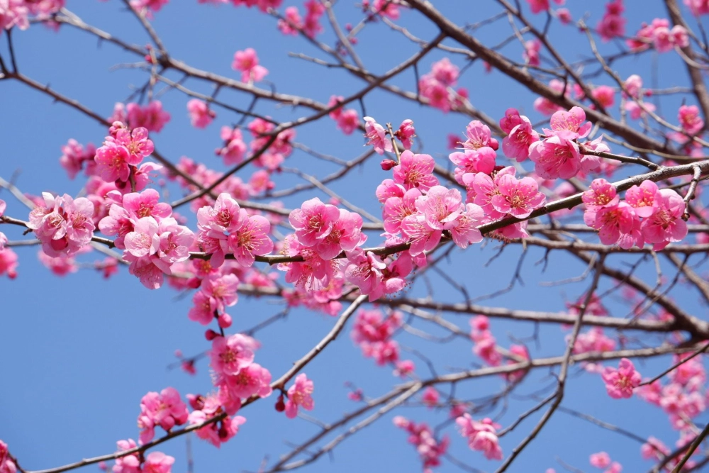 Ảnh nền hoa đào mang vẻ đẹp truyền thống