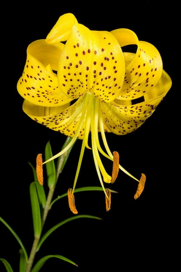 Hình hoa ly nở khoe sắc thanh cao