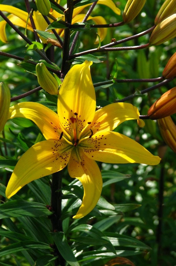 Hình nền điện thoại hoa ly tươi sáng dịu mắt