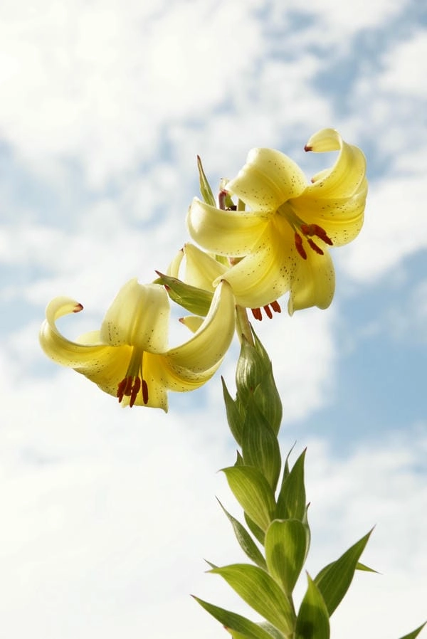 Ảnh hoa ly nghệ thuật tôn vinh vẻ đẹp tinh tế