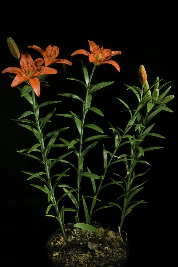 Hình ảnh hoa ly sang trọng làm bừng không gian