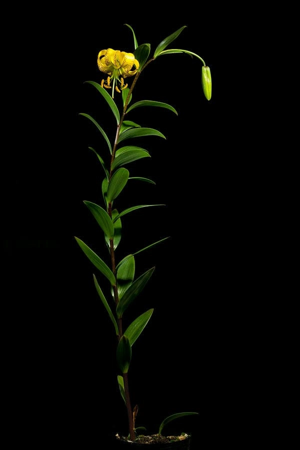 Bộ ảnh hoa ly đẹp mang phong vị xuân an lành