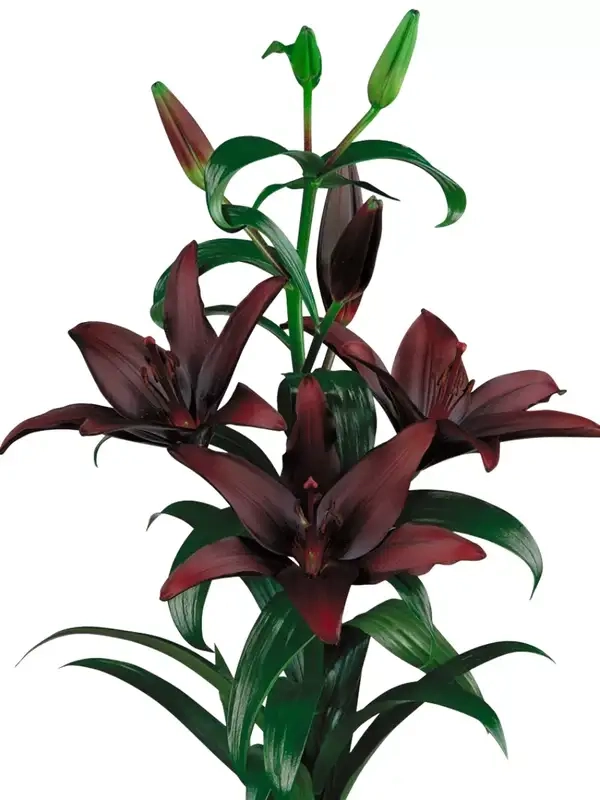 Wallpaper hoa ly tinh tế cho ngày mới