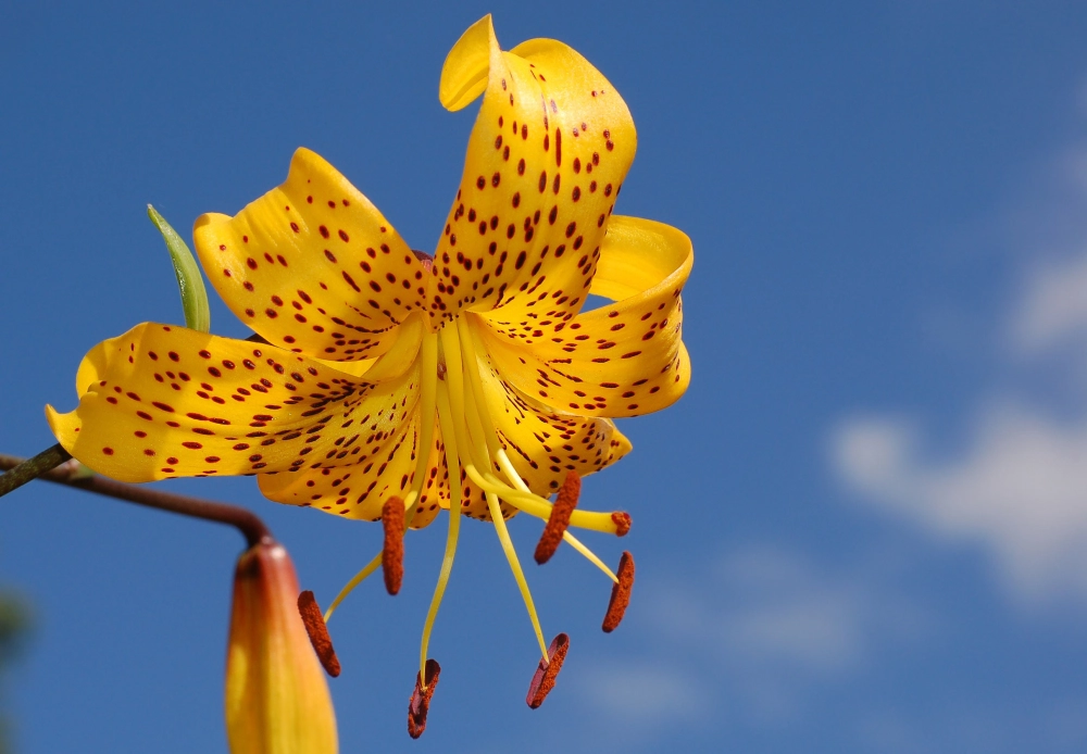 Hình ảnh hoa ly tinh khôi cuốn hút ánh nhìn