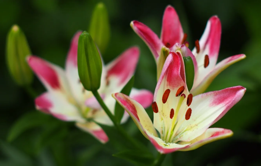 Ảnh bó hoa ly tinh tế gửi gắm yêu thương