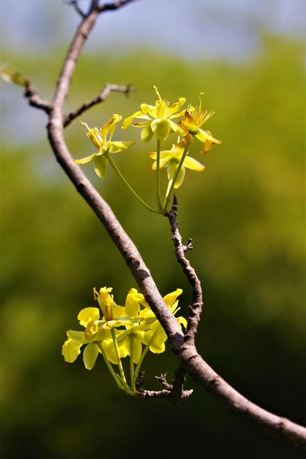 Wallpaper hoa mai 4k sắc nét đầy chất xuân