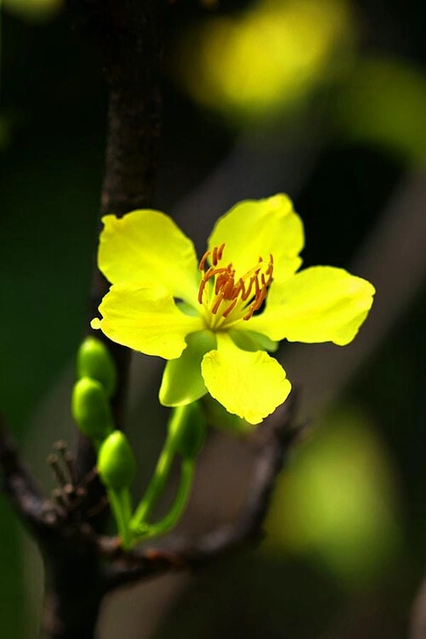 Hình nền hoa mai sắc nét tôn vinh mùa xuân