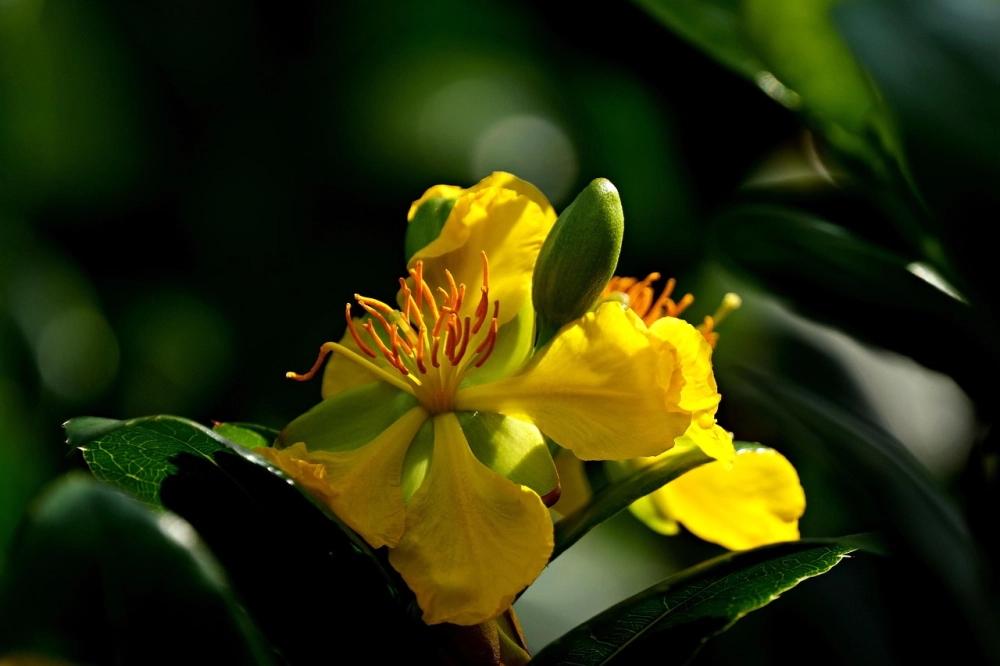 Hình mai vàng vàng ươm tràn đầy phúc lộc