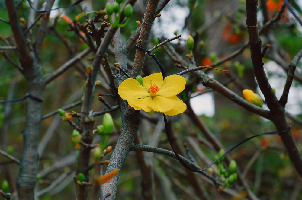 Background hoa mai vàng nhẹ nhàng lan tỏa xuân