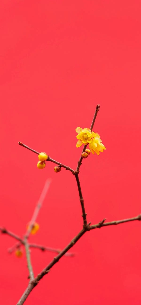 Hình ảnh hoa mai vàng tết đậm chất truyền thống