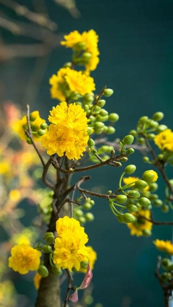 Tải ảnh hoa mai vàng lưu giữ khoảnh khắc tết