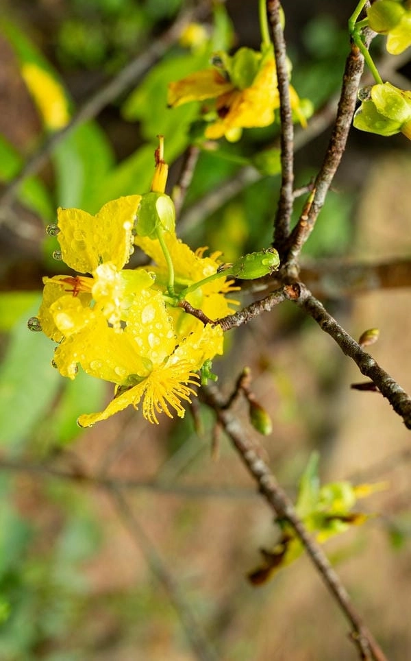 Wallpaper hoa mai vàng tinh khôi đón xuân