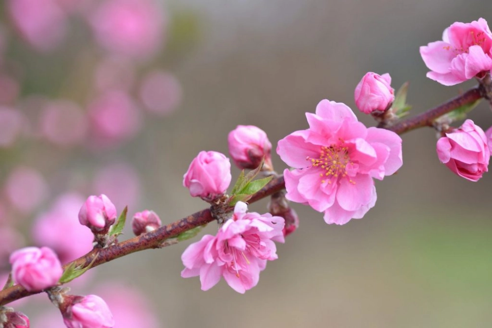 Ảnh hoa xuân rực rỡ ngập tràn sức sống