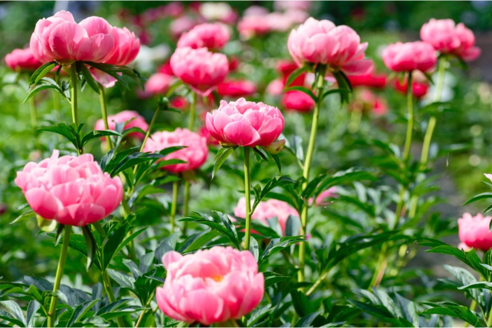 Hình nền hoa xuân đẹp mang khí xuân an lành