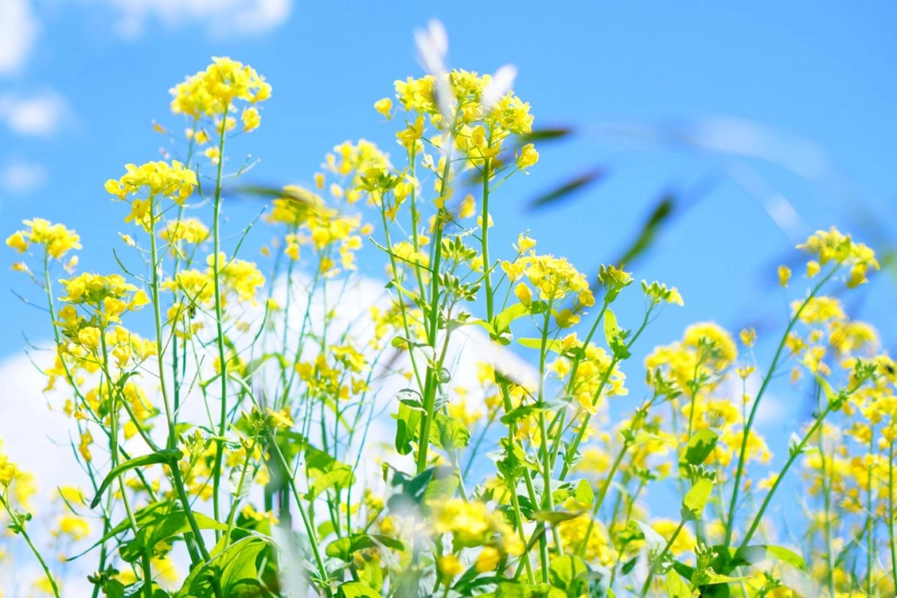 Hoa tết đẹp tỏa hương may mắn đầu năm