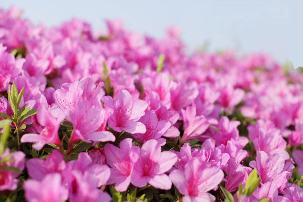 Bộ sưu tập ảnh hoa xuân đa sắc rực rỡ