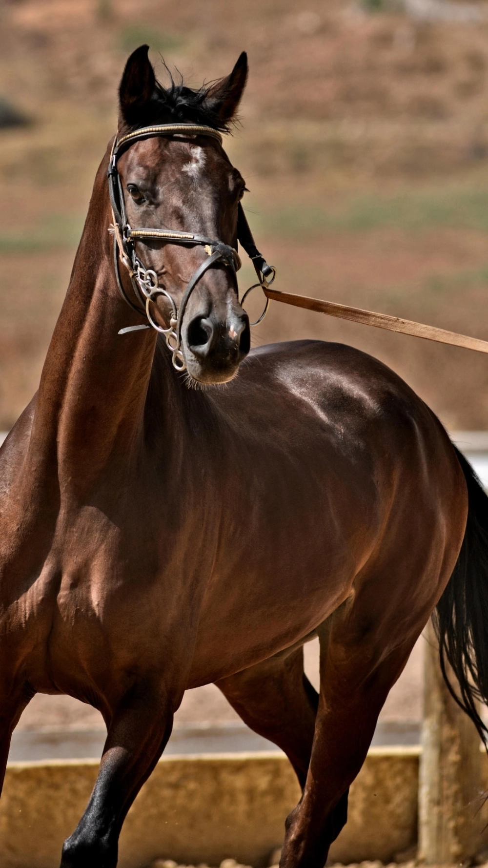 Hình nền ngựa chạy về phía trước đầy sức mạnh