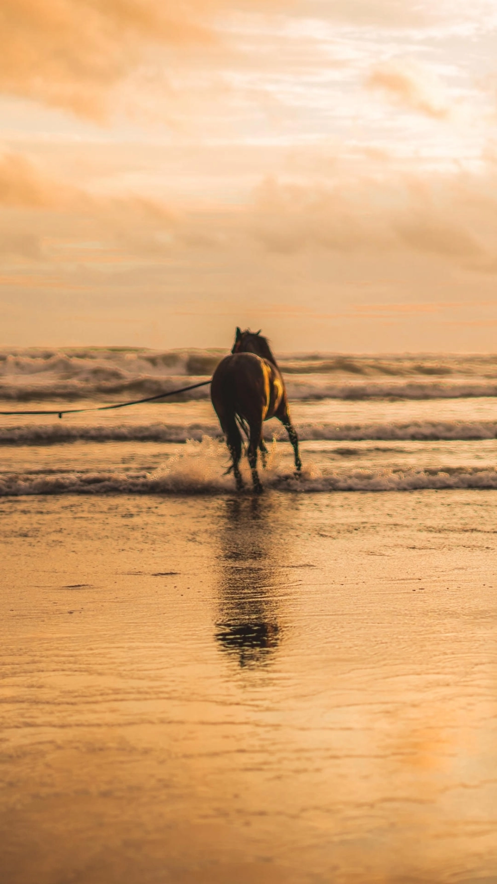 Ảnh nền ngựa mã đáo thành công 2026 cho điện thoại