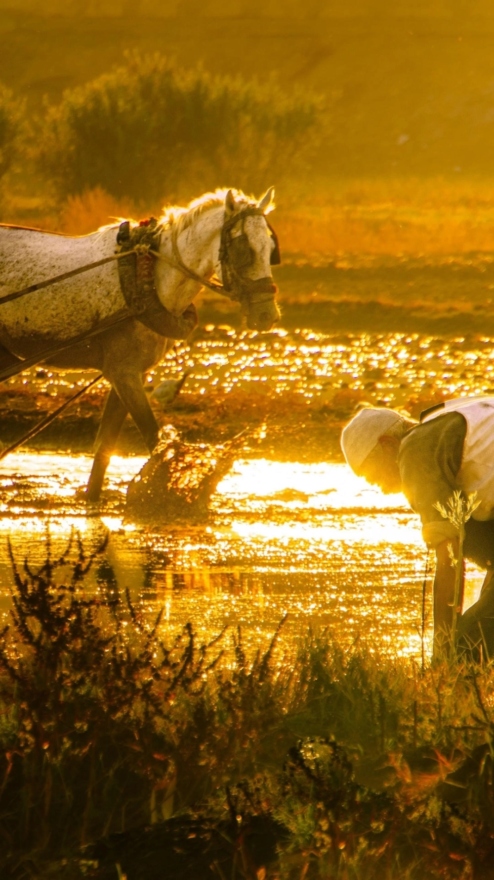 Hình ảnh bát mã truy phong mang năng lượng tích cực