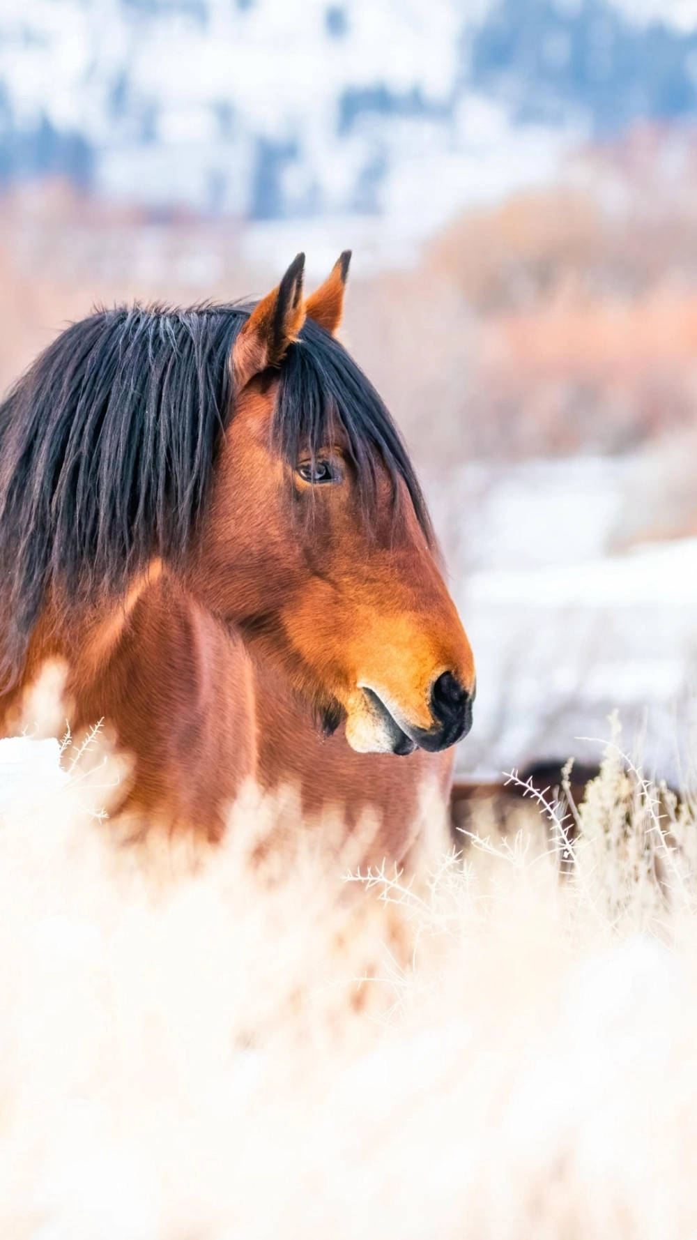 Hình nền ngựa vàng may mắn phong cách sang trọng