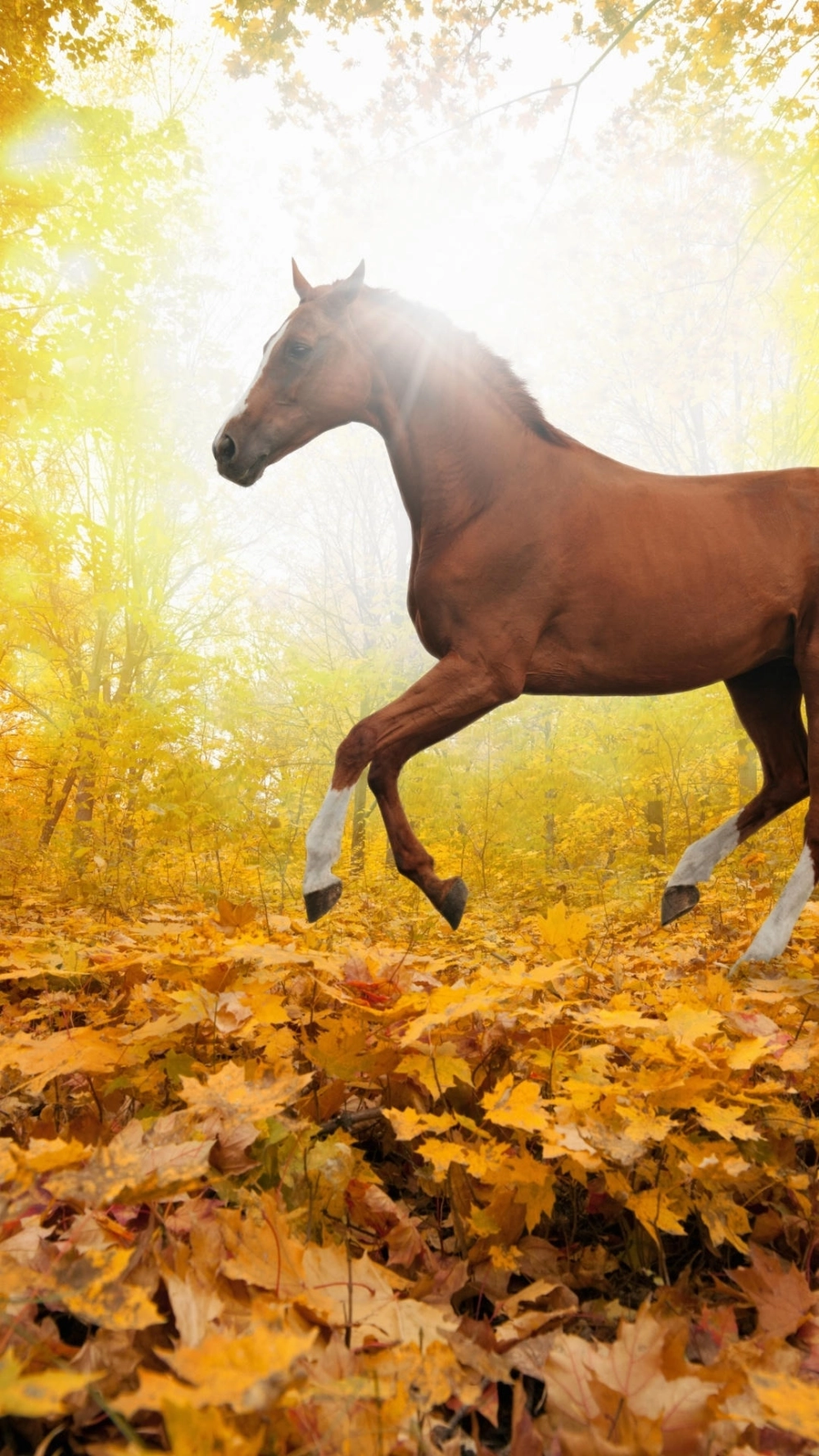 Hình nền ngựa bính ngọ cầu tài lộc hanh thông