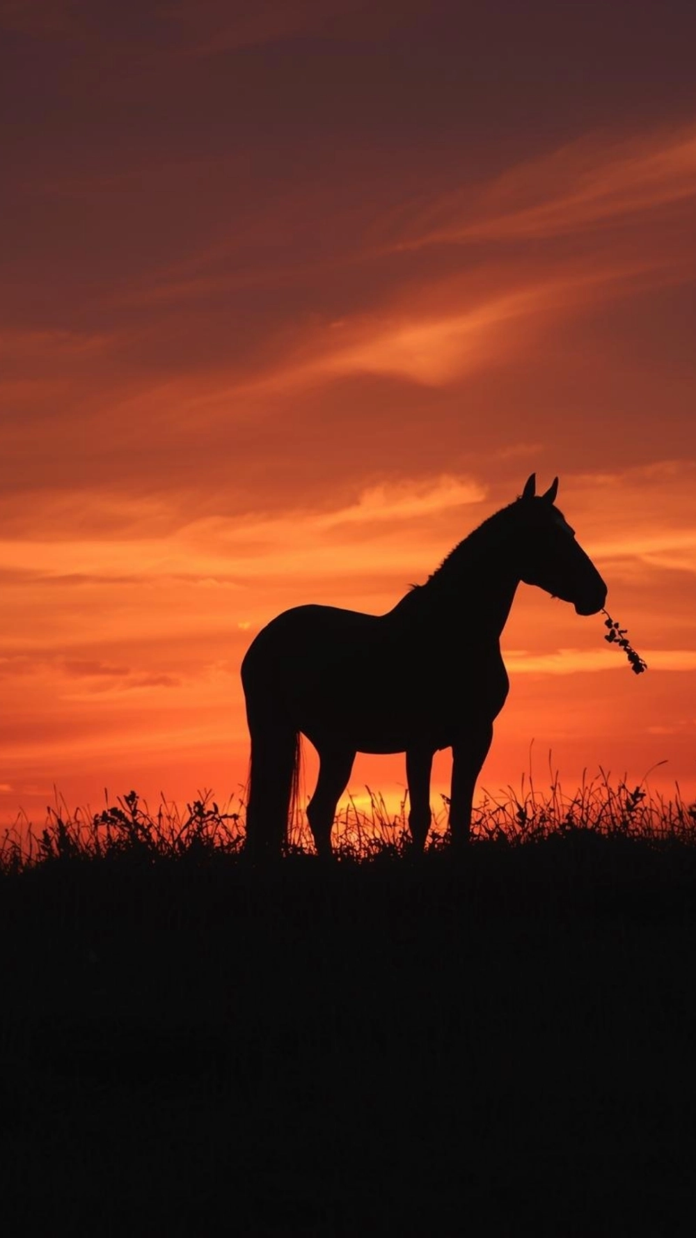 Hình nền ngựa hoa đào hồng tinh khôi