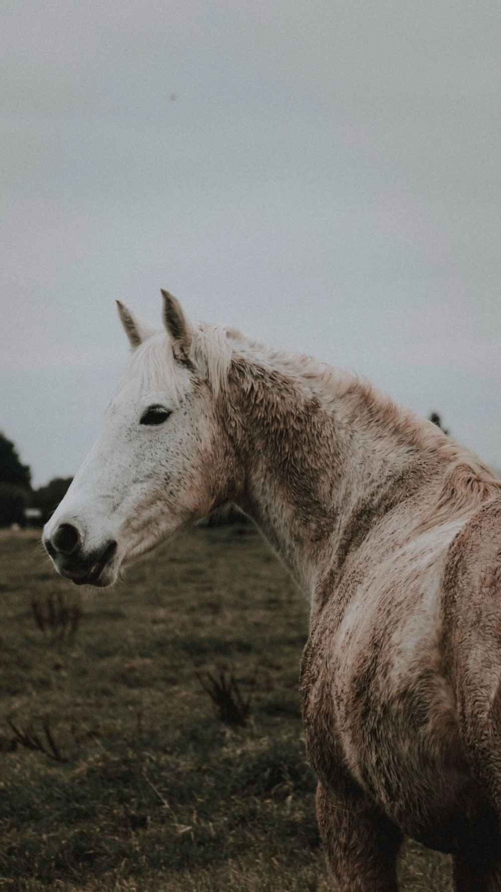 Hình nền ngựa ai độc đáo với phong cách cyberpunk hiện đại