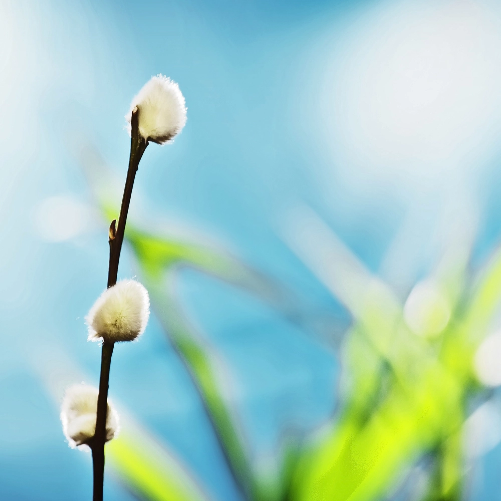 Ảnh nền nụ hoa mềm mại cho không gian số