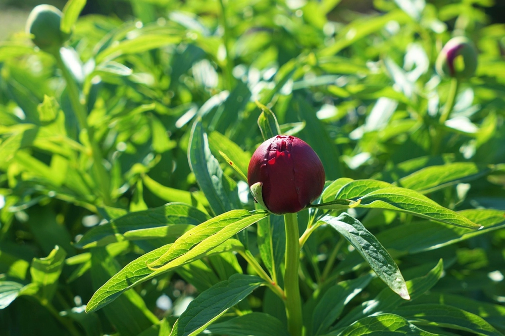 Hình nền máy tính nụ hoa trong trẻo yên bình