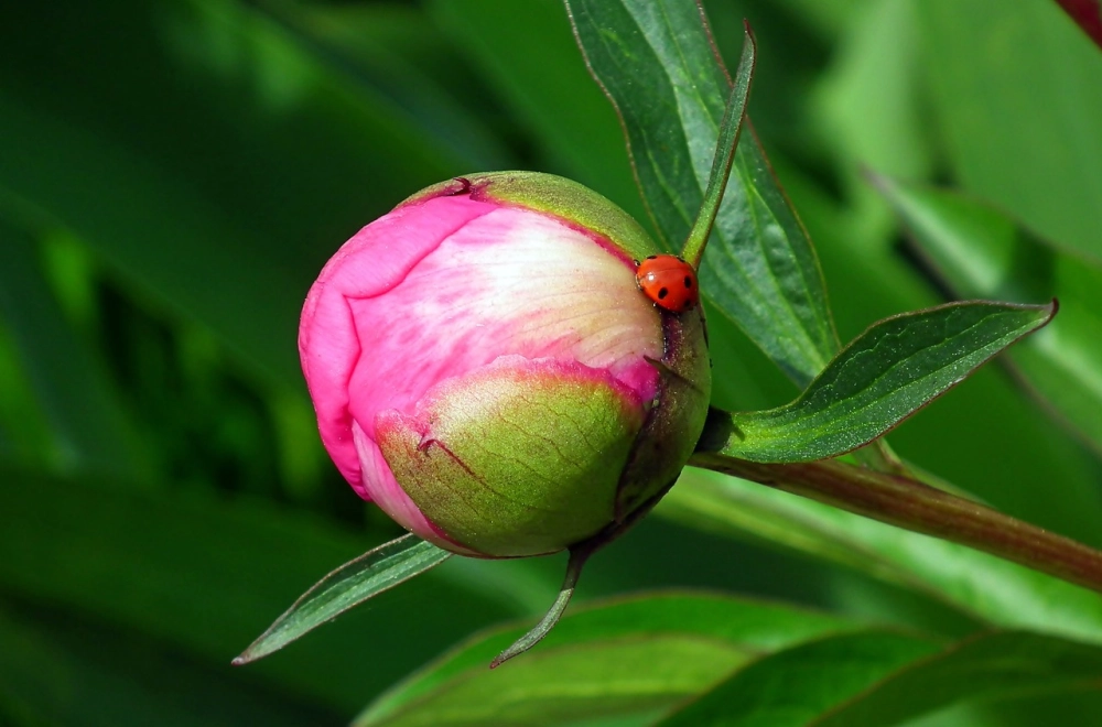 Ảnh chồi hoa xanh non đầy sức sống